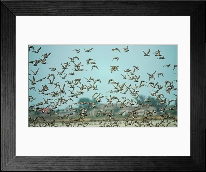 Framed Print : Migrating limicolae at coast of Arabatskaya Strelka Framed Print : Migrating limicolae at coast of Arabatskaya Strelka