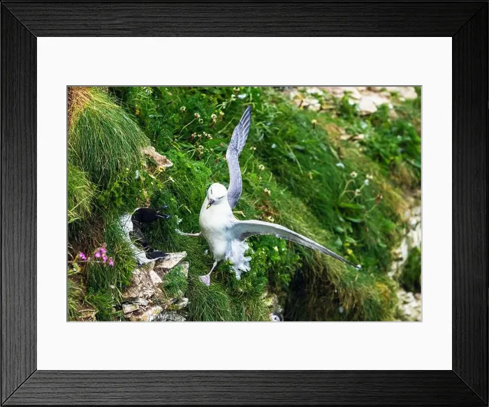Framed Print : Northern Fulmar, Fulmarus glacialis and Razorbill, Alca Torda, birds on cliffs, Bempton Cliffs, North Yorkshire, England Framed Print : Northern Fulmar, Fulmarus glacialis and Razorbill, Alca Torda, birds on cliffs, Bempton Cliffs, North Yorkshire, England