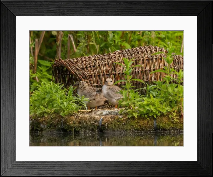 Framed Print : Young common tern in the background of the breeding ground Framed Print : Young common tern in the background of the breeding ground