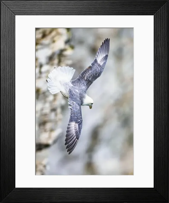 Framed Print : Northern Fulmar, Fulmarus glacialis, bird in flight over sea and cliffs, Bempton Cliffs, North Yorkshire, England Framed Print : Northern Fulmar, Fulmarus glacialis, bird in flight over sea and cliffs, Bempton Cliffs, North Yorkshire, England