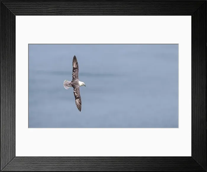 Framed Print : Northern Fulmar, Fulmarus glacialis, bird in flight over sea and cliffs, Bempton Cliffs, North Yorkshire, England Framed Print : Northern Fulmar, Fulmarus glacialis, bird in flight over sea and cliffs, Bempton Cliffs, North Yorkshire, England