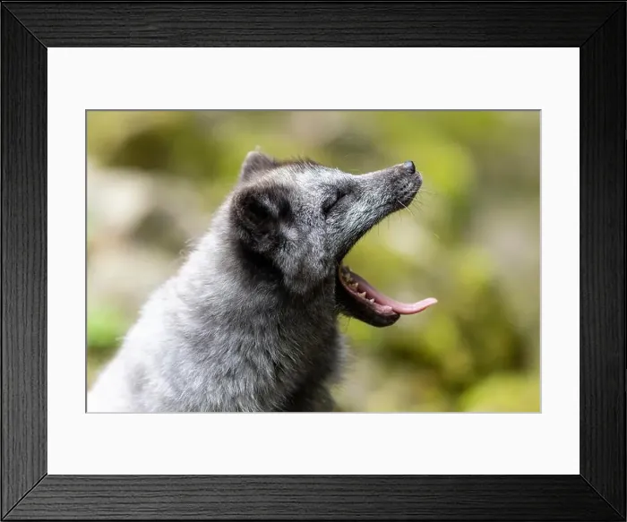 Framed Print : A dark grey fox yawns, surrounded by nature and moss-covered stones, arctic fox (Alopex lagopus) Framed Print : A dark grey fox yawns, surrounded by nature and moss-covered stones, arctic fox (Alopex lagopus)