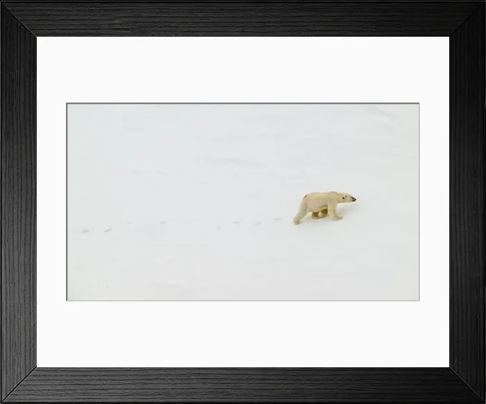 Framed Print : Female polar bear (Ursus maritimus) with eartag and collar for research Framed Print : Female polar bear (Ursus maritimus) with eartag and collar for research