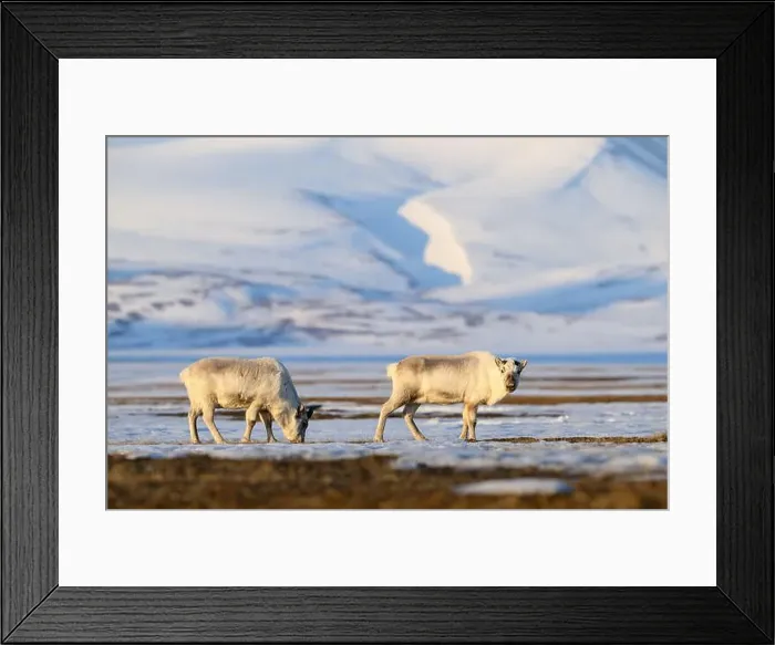 Framed Print : The Svalbard reindeer (Rangifer tarandus platyrhynchus) in early spring