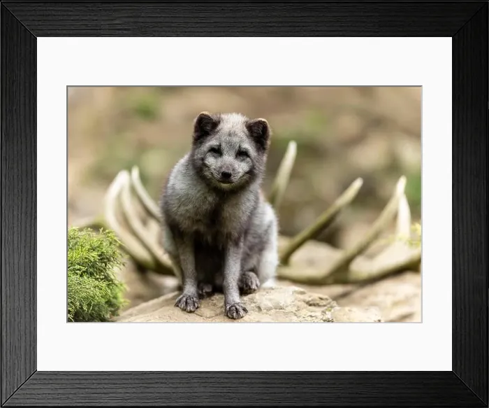 Framed Print : A sitting arctic fox (Alopex lagopus) Framed Print : A sitting arctic fox (Alopex lagopus)