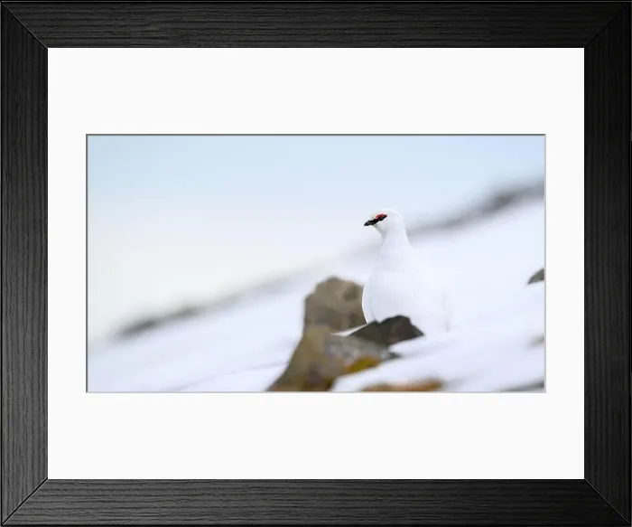 Framed Print : Portrait of male, white Svalbard Rock Ptarmigan (Lagopus muta hyperborea) in spring Framed Print : Portrait of male, white Svalbard Rock Ptarmigan (Lagopus muta hyperborea) in spring