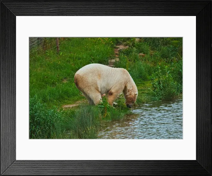 Framed Print : A polar bear drinking water from a pond in a grassy area Framed Print : A polar bear drinking water from a pond in a grassy area