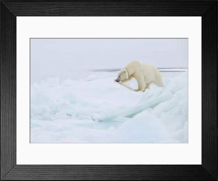 Framed Print : Female polar bear (Ursus maritimus) with eartag and collar for research Framed Print : Female polar bear (Ursus maritimus) with eartag and collar for research