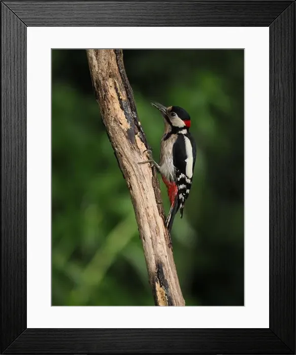 Framed Print : This pair of great spotted woodpeckers are taking advantage of an easy food source in my garden some of which they are Framed Print : This pair of great spotted woodpeckers are taking advantage of an easy food source in my garden some of which they are