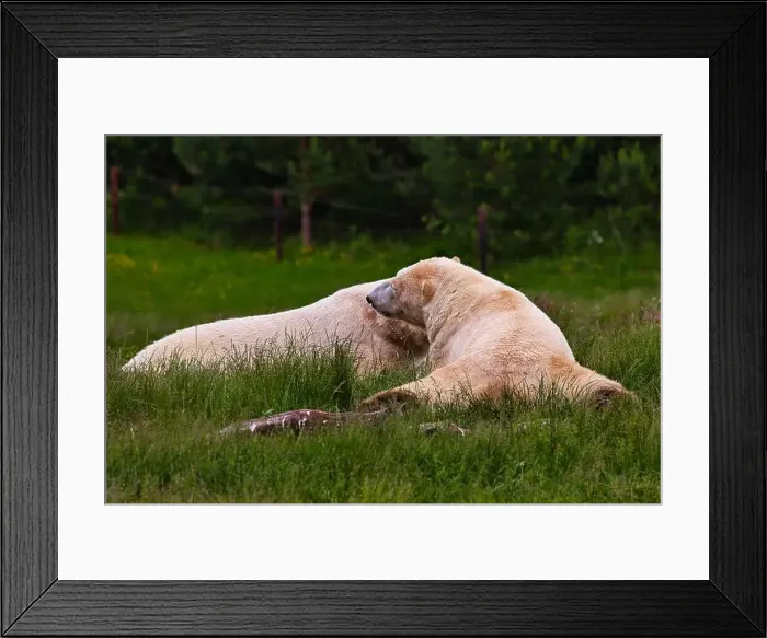Framed Print : Two polar bears lying on the grass in a green field, one bear resting its head on the other Framed Print : Two polar bears lying on the grass in a green field, one bear resting its head on the other