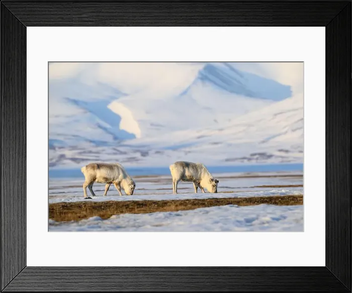 Framed Print : The Svalbard reindeer (Rangifer tarandus platyrhynchus) in early spring Framed Print : The Svalbard reindeer (Rangifer tarandus platyrhynchus) in early spring