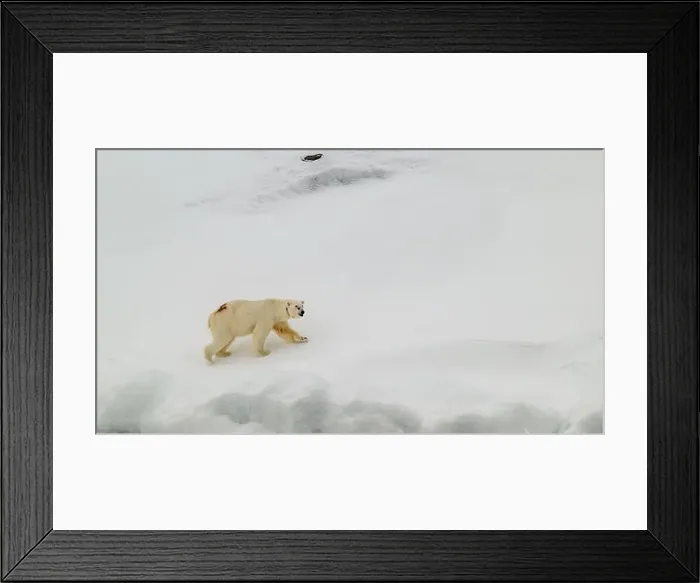 Framed Print : Female polar bear (Ursus maritimus) with eartag and collar for research Framed Print : Female polar bear (Ursus maritimus) with eartag and collar for research