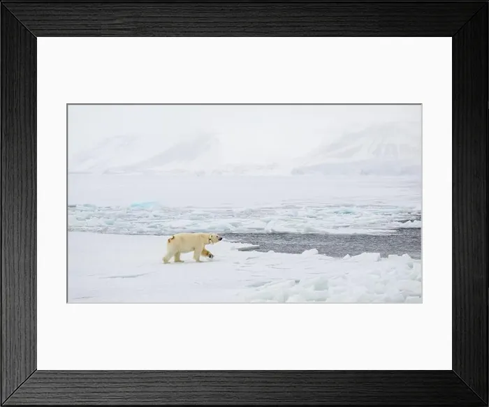 Framed Print : Female polar bear (Ursus maritimus) with eartag and collar for research Framed Print : Female polar bear (Ursus maritimus) with eartag and collar for research