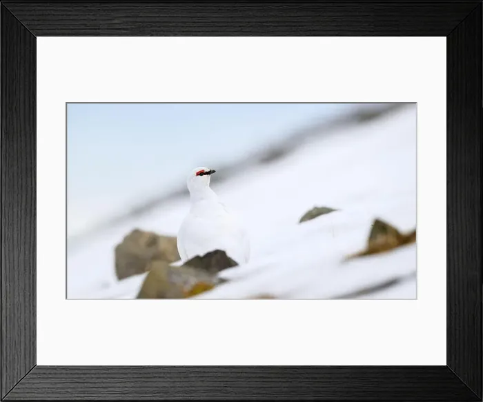 Framed Print : Portrait of male, white Svalbard Rock Ptarmigan (Lagopus muta hyperborea) in spring Framed Print : Portrait of male, white Svalbard Rock Ptarmigan (Lagopus muta hyperborea) in spring