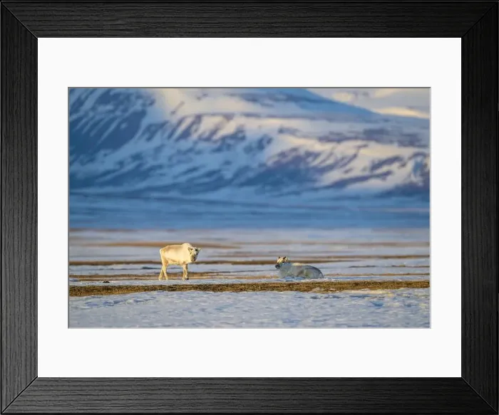 Framed Print : The Svalbard reindeer (Rangifer tarandus platyrhynchus) in early spring Framed Print : The Svalbard reindeer (Rangifer tarandus platyrhynchus) in early spring