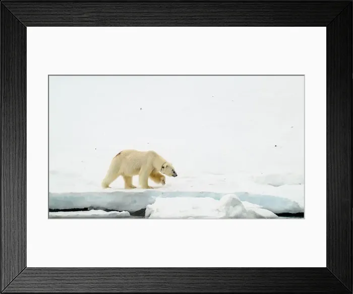 Framed Print : Female polar bear (Ursus maritimus) with eartag and collar for research Framed Print : Female polar bear (Ursus maritimus) with eartag and collar for research
