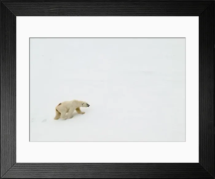 Framed Print : Female polar bear (Ursus maritimus) with eartag and collar for research Framed Print : Female polar bear (Ursus maritimus) with eartag and collar for research