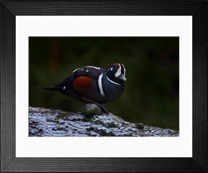 Framed Print : Harlequin duck, Histrionicus histrionicus Framed Print : Harlequin duck, Histrionicus histrionicus
