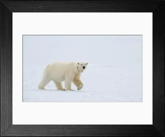 Framed Print : Female polar bear (Ursus maritimus) with eartag and collar for research Framed Print : Female polar bear (Ursus maritimus) with eartag and collar for research