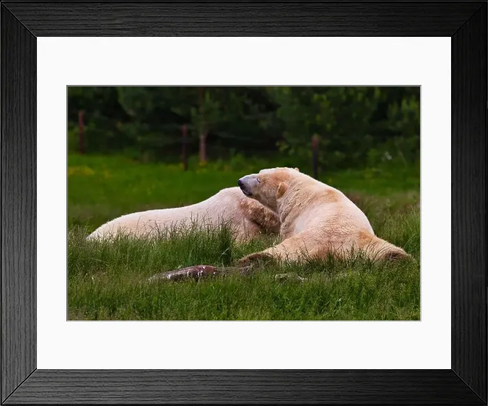 Framed Print : Two polar bears lying on green grass in a natural setting Framed Print : Two polar bears lying on green grass in a natural setting