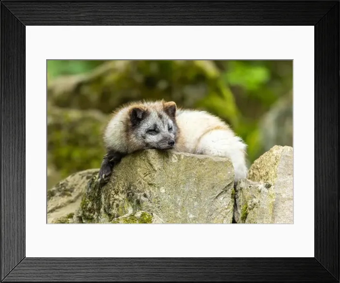 Framed Print : A light grey fox lying relaxed on a moss-covered stone, arctic fox (Alopex lagopus) Framed Print : A light grey fox lying relaxed on a moss-covered stone, arctic fox (Alopex lagopus)