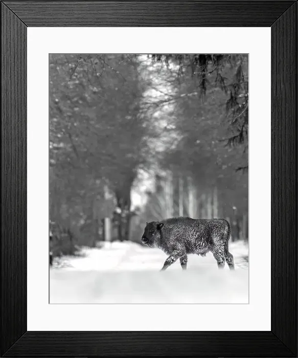 Framed Print : A winter scene with a bison calf in a snowy field in Poland Framed Print : A winter scene with a bison calf in a snowy field in Poland