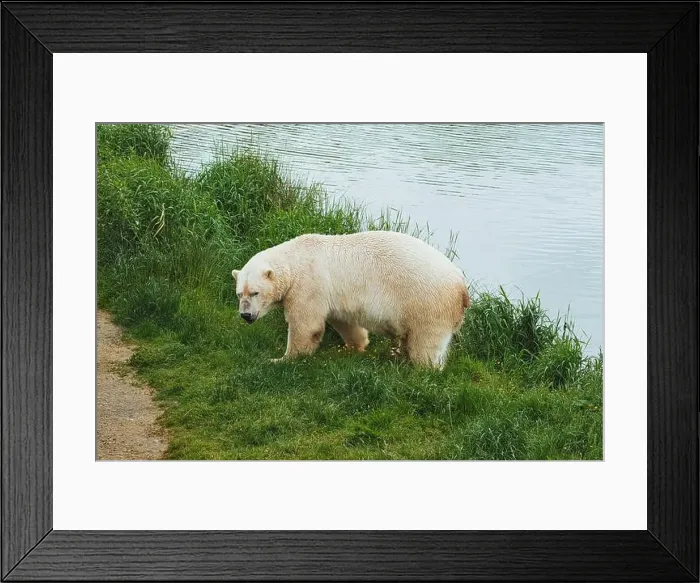 Framed Print : A polar bear standing on grassy terrain near a body of water, looking back over its shoulder Framed Print : A polar bear standing on grassy terrain near a body of water, looking back over its shoulder