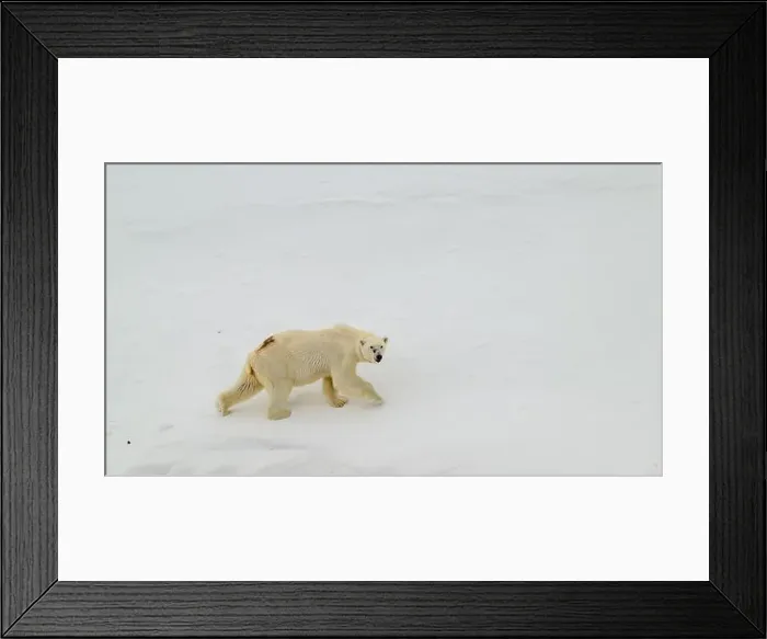 Framed Print : Female polar bear (Ursus maritimus) with eartag and collar for research Framed Print : Female polar bear (Ursus maritimus) with eartag and collar for research