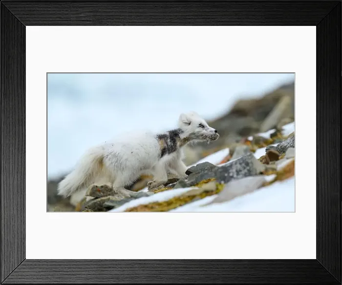 Framed Print : Arctic fox cub (Vulpes lagopus) in Svalbard with fur lice Framed Print : Arctic fox cub (Vulpes lagopus) in Svalbard with fur lice