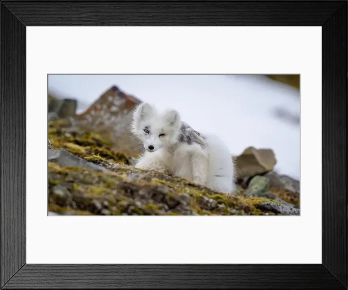 Framed Print : Arctic fox cub (Vulpes lagopus) in Svalbard with fur lice Framed Print : Arctic fox cub (Vulpes lagopus) in Svalbard with fur lice