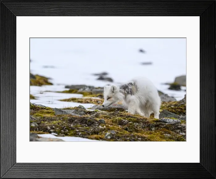 Framed Print : Arctic fox cub (Vulpes lagopus) in Svalbard with fur lice