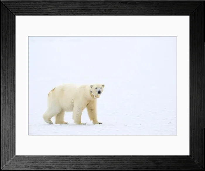 Framed Print : Female polar bear (Ursus maritimus) with eartag and collar for research Framed Print : Female polar bear (Ursus maritimus) with eartag and collar for research