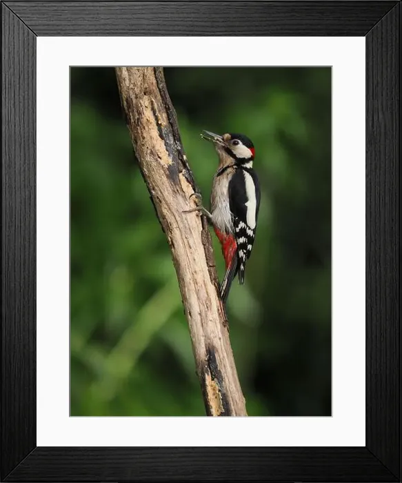 Framed Print : This pair of great spotted woodpeckers are taking advantage of an easy food source in my garden some of which they are Framed Print : This pair of great spotted woodpeckers are taking advantage of an easy food source in my garden some of which they are