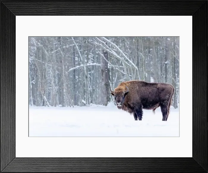 Framed Print : A winter scene with a bison in a snowy field in Poland Framed Print : A winter scene with a bison in a snowy field in Poland