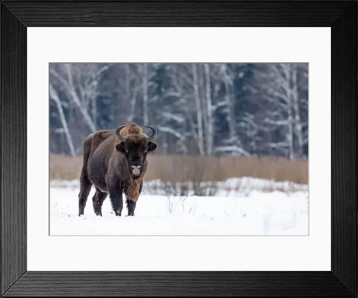 Framed Print : A winter scene with a bison in a snowy field in Poland Framed Print : A winter scene with a bison in a snowy field in Poland