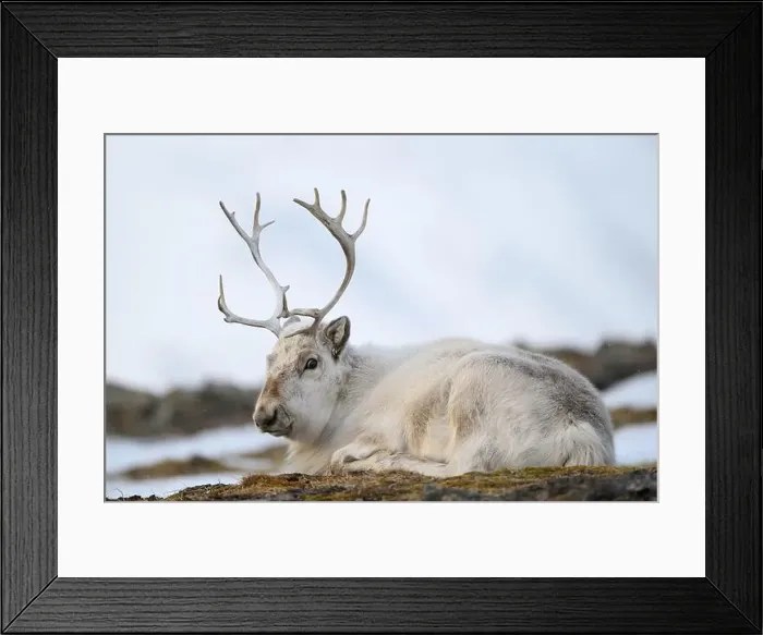 Framed Print : The Svalbard reindeer (Rangifer tarandus platyrhynchus) in early spring Framed Print : The Svalbard reindeer (Rangifer tarandus platyrhynchus) in early spring