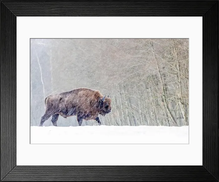 Framed Print : A winter scene with a bison in a snowy field in Poland Framed Print : A winter scene with a bison in a snowy field in Poland