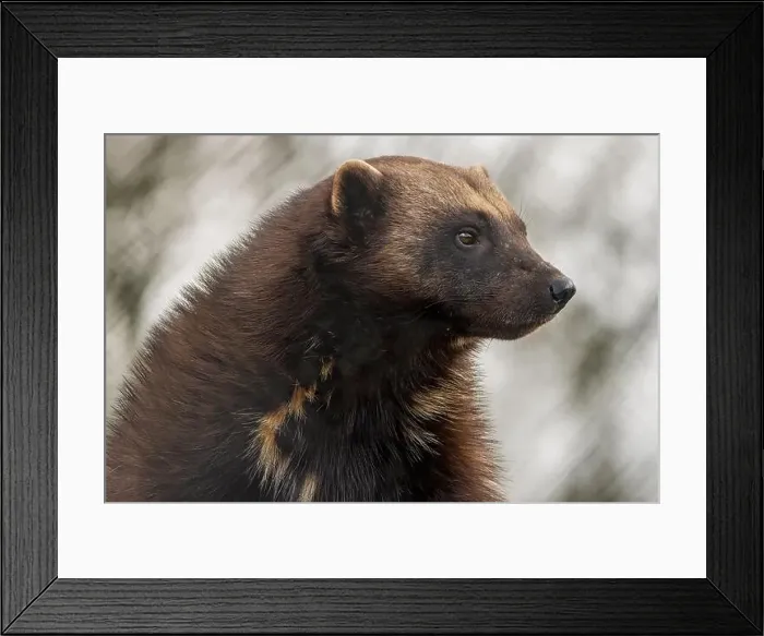 Framed Print : Wolverine Framed Print : Wolverine