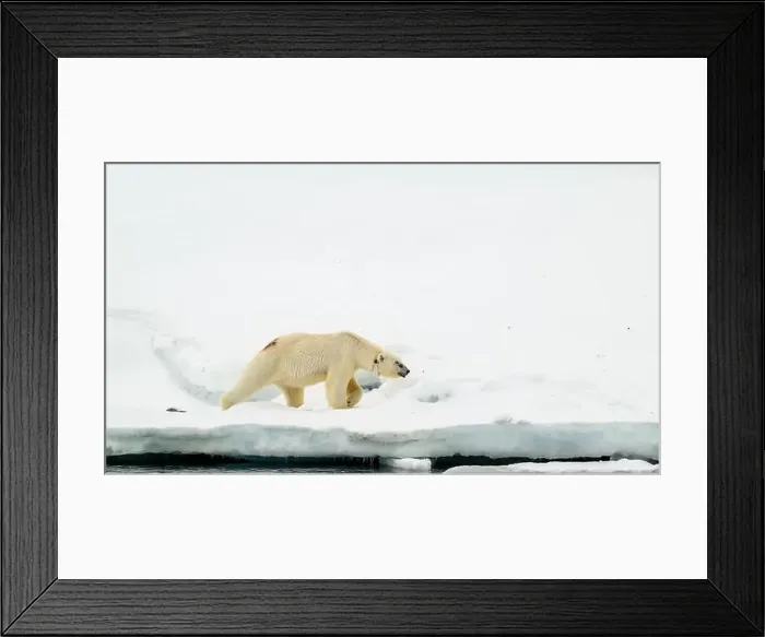 Framed Print : Female polar bear (Ursus maritimus) with eartag and collar for research Framed Print : Female polar bear (Ursus maritimus) with eartag and collar for research