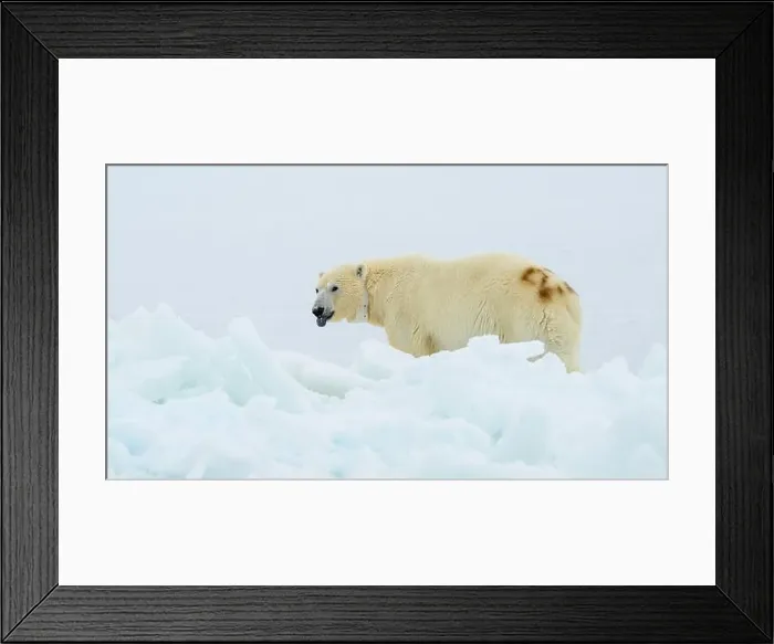 Framed Print : Female polar bear (Ursus maritimus) with eartag and collar for research Framed Print : Female polar bear (Ursus maritimus) with eartag and collar for research