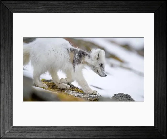 Framed Print : Arctic fox cub (Vulpes lagopus) in Svalbard with fur lice Framed Print : Arctic fox cub (Vulpes lagopus) in Svalbard with fur lice