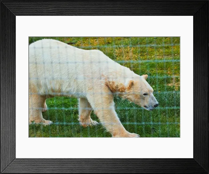 Framed Print : A polar bear walking on green grass behind a wire fence in a zoo or wildlife enclosure Framed Print : A polar bear walking on green grass behind a wire fence in a zoo or wildlife enclosure