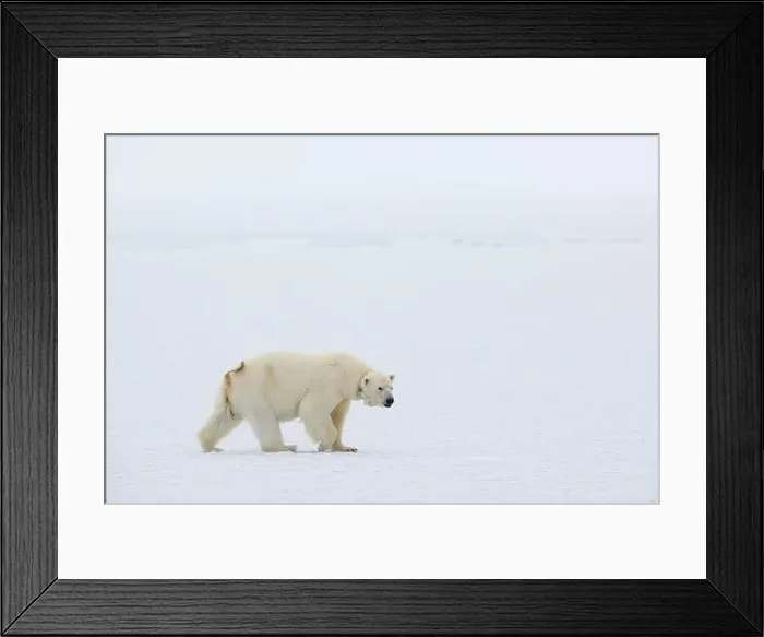 Framed Print : Female polar bear (Ursus maritimus) with eartag and collar for research Framed Print : Female polar bear (Ursus maritimus) with eartag and collar for research