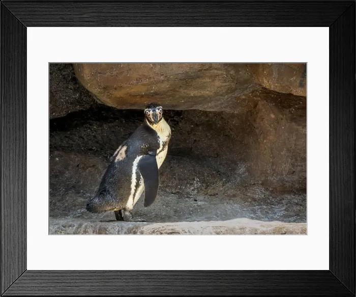 Framed Print : A penguin stands upright in a rocky enclosure Framed Print : A penguin stands upright in a rocky enclosure