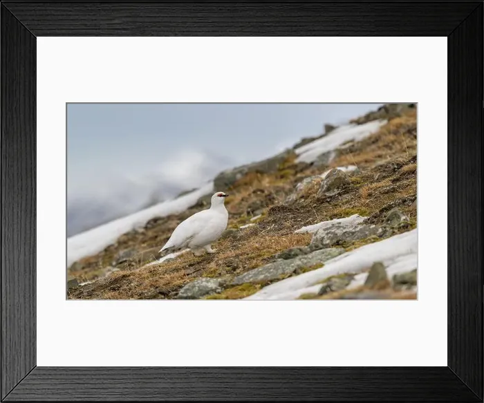Framed Print : Portrait of male, white Svalbard Rock Ptarmigan (Lagopus muta hyperborea) in spring Framed Print : Portrait of male, white Svalbard Rock Ptarmigan (Lagopus muta hyperborea) in spring