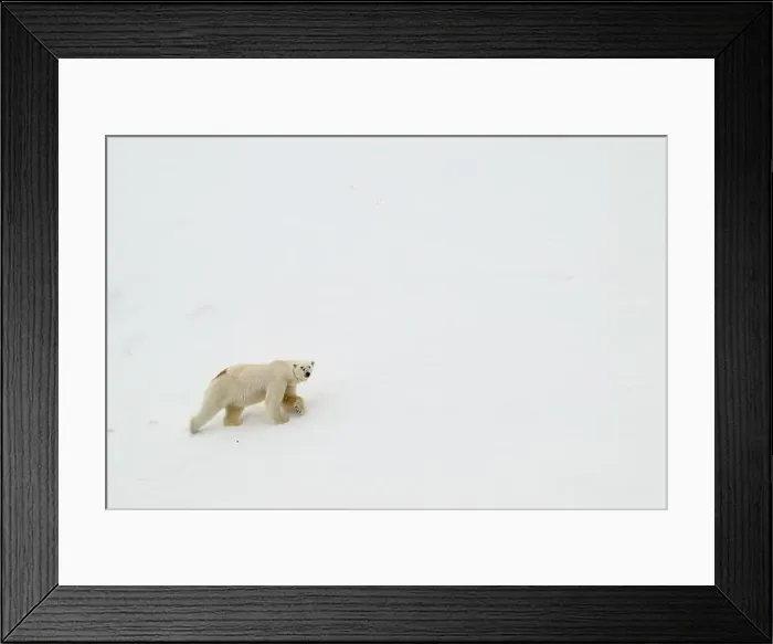 Framed Print : Female polar bear (Ursus maritimus) with eartag and collar for research