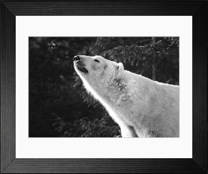 Framed Print : A polar bear standing by trees and bushes Framed Print : A polar bear standing by trees and bushes
