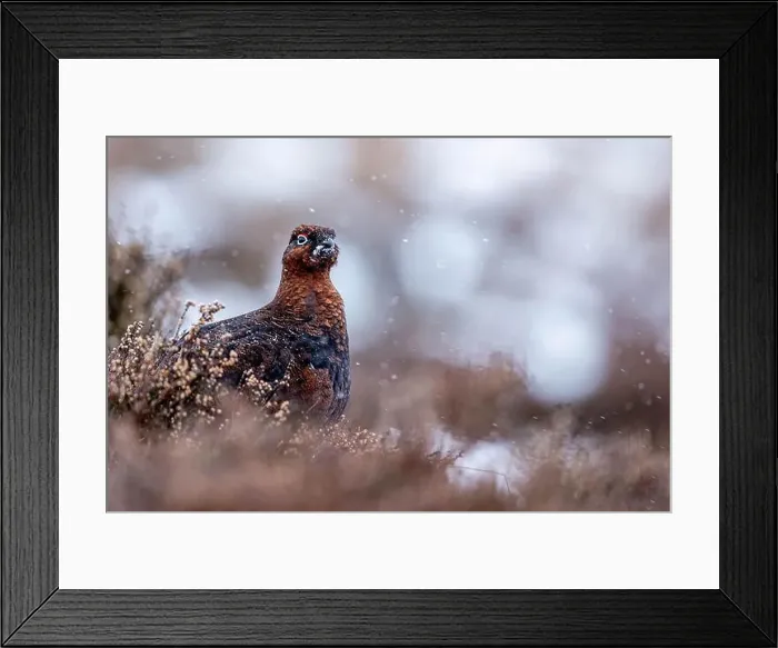 Framed Print : A Red Grouse in snowy Cairngorms wilderness Framed Print : A Red Grouse in snowy Cairngorms wilderness