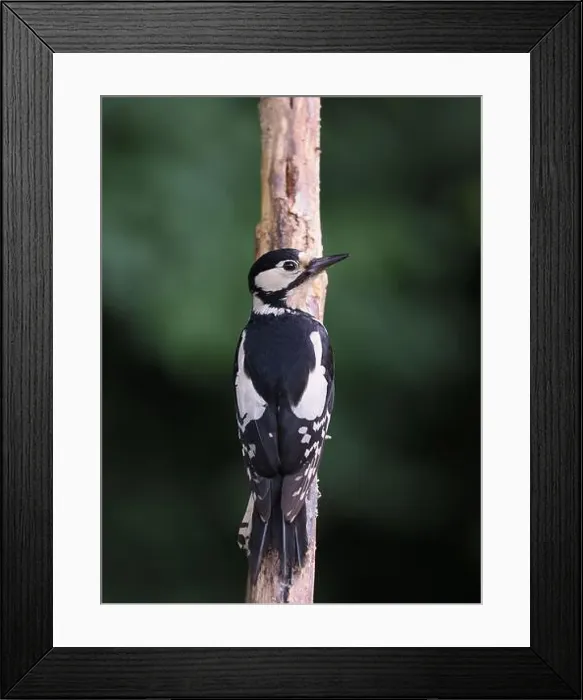 Framed Print : This pair of great spotted woodpeckers are taking advantage of an easy food source in my garden some of which they are Framed Print : This pair of great spotted woodpeckers are taking advantage of an easy food source in my garden some of which they are