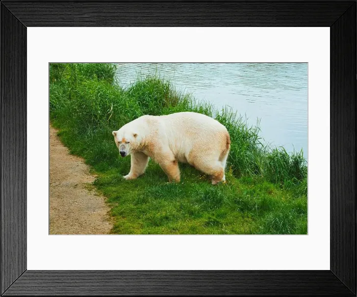 Framed Print : A polar bear standing on green grass near a body of water, looking towards the camera Framed Print : A polar bear standing on green grass near a body of water, looking towards the camera